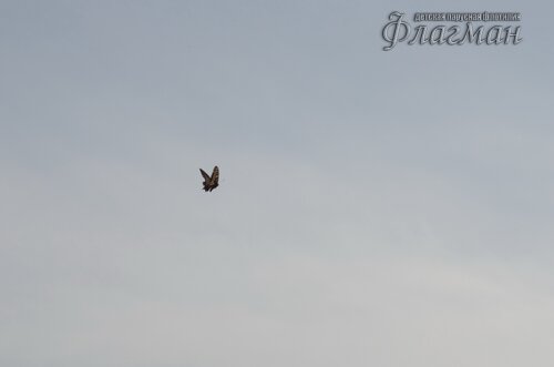 IMGP1481_r